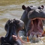 Bui National Park Ghana