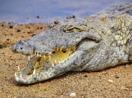 Digya National Park Digya National Park Ghana