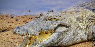 Digya National Park Digya National Park Ghana