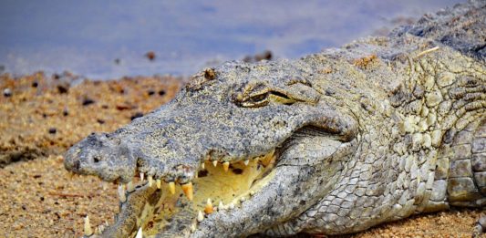 Digya National Park Digya National Park Ghana