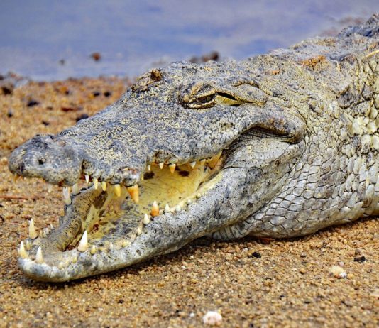 Digya National Park Digya National Park Ghana