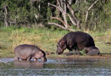 Faro National Park Faro National Park Kameroen