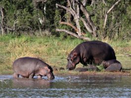 Faro National Park Faro National Park Kameroen