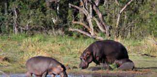 Faro National Park Faro National Park Kameroen