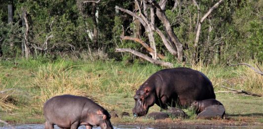 Faro National Park Faro National Park Kameroen