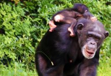 Gombe Stream National Park Gombe Stream National Park