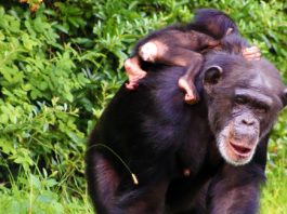 Gombe Stream National Park Gombe Stream National Park