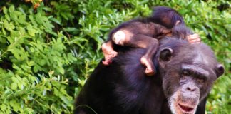 Gombe Stream National Park Gombe Stream National Park