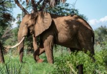 Gorongosa National Park Gorongosa National Park Mozambique