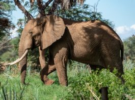 Gorongosa National Park Gorongosa National Park Mozambique