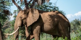 Gorongosa National Park Gorongosa National Park Mozambique