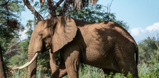Gorongosa National Park Gorongosa National Park Mozambique