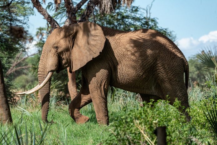 Gorongosa National Park Mozambique