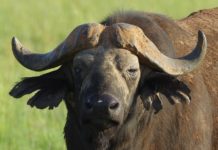 Katavi National Park Katavi National Park tanzania