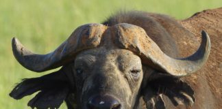 Katavi National Park Katavi National Park tanzania