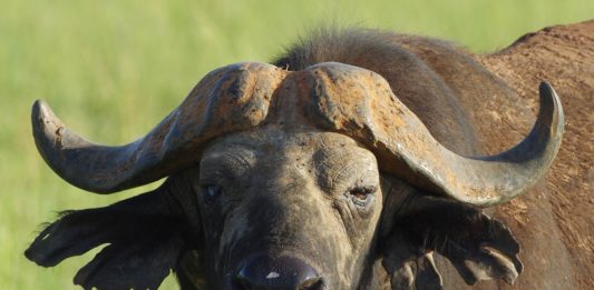 Katavi National Park Katavi National Park tanzania