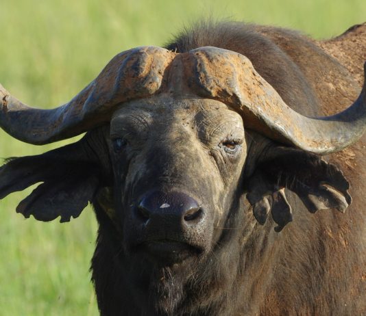 Katavi National Park Katavi National Park tanzania
