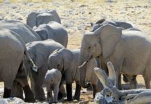 Khaudum National Park Khaudum National Park Namibie