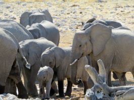 Khaudum National Park Khaudum National Park Namibie