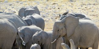 Khaudum National Park Khaudum National Park Namibie