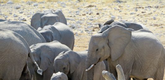 Khaudum National Park Khaudum National Park Namibie