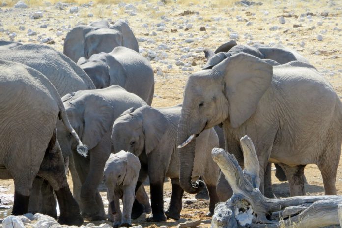 Khaudum National Park Namibie