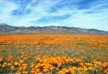 Kitulo Plateau National Park en de tuin van God Kitulo Plateau National Park Tanzania