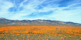 Kitulo Plateau National Park en de tuin van God Kitulo Plateau National Park Tanzania