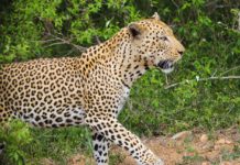 Cheeta gespot in Iona National Park in Angola Luipaard Iona Angola