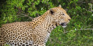 Cheeta gespot in Iona National Park in Angola Luipaard Iona Angola
