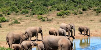 Massale olifantensterfte in Botswana door blauwalgvergiftiging Massale olifantensterfte in Botswana door blauwalgen
