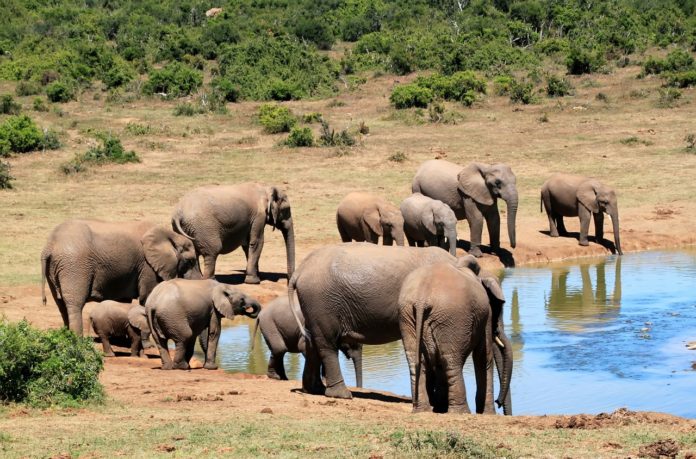 Massale olifantensterfte in Botswana door blauwalgen