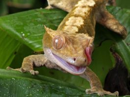 Midongy du Sud National Park Midongy du Sud National Park Madagascar