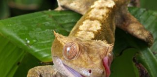 Midongy du Sud National Park Midongy du Sud National Park Madagascar