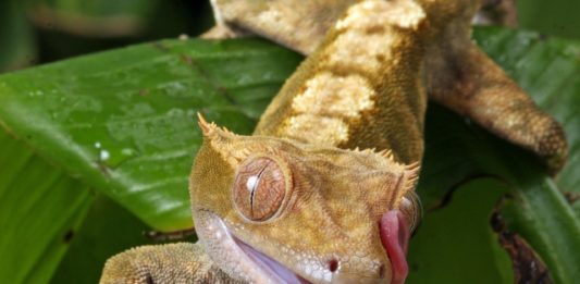 Midongy du Sud National Park Midongy du Sud National Park Madagascar