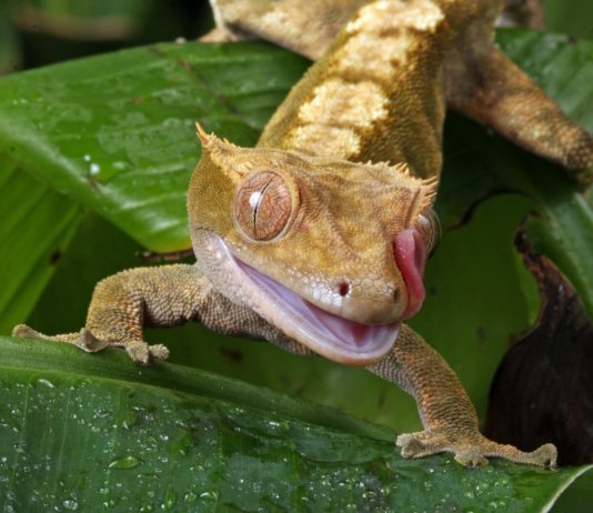Midongy du Sud National Park Midongy du Sud National Park Madagascar
