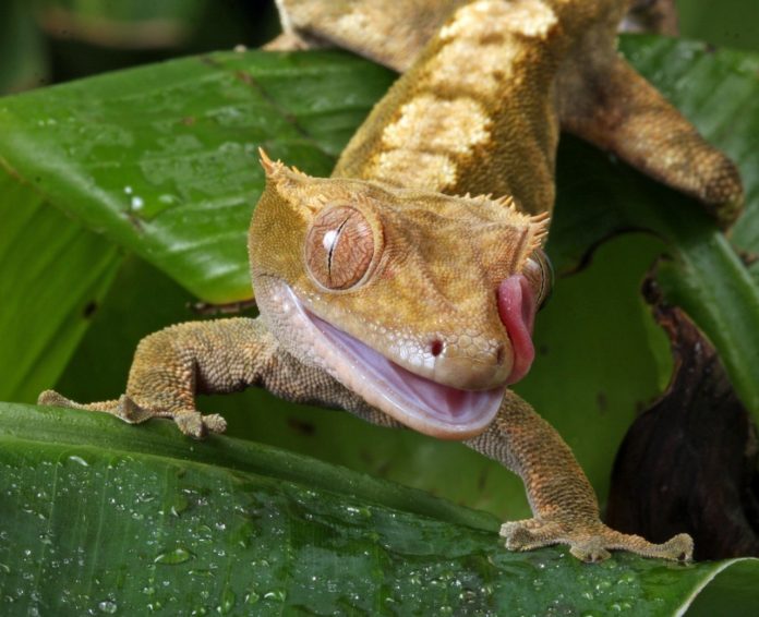 Midongy du Sud National Park Madagascar