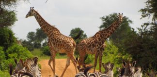 Mikumi National Park Mikumi National Park Tanzania