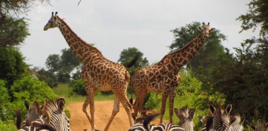Mikumi National Park Mikumi National Park Tanzania