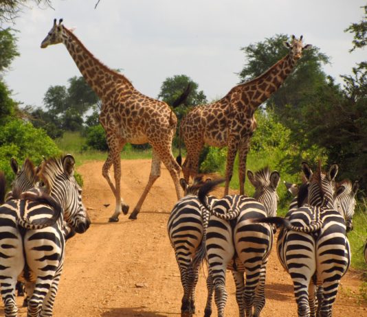 Mikumi National Park Mikumi National Park Tanzania