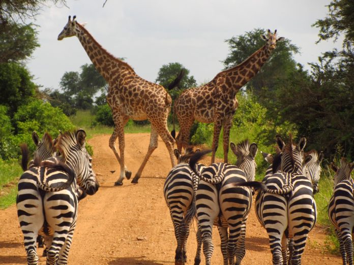 Mikumi National Park Tanzania