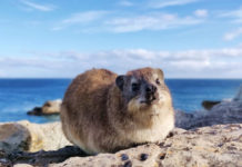 Saanane Island National Park Saanane Island National Park Tanzania