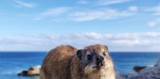 Saanane Island National Park Saanane Island National Park Tanzania