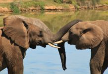 Tarangire National Park Tarangire National Park Tanzania