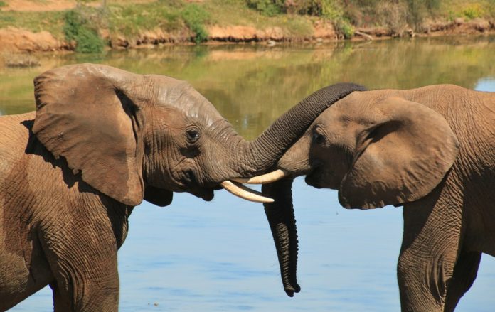 Tarangire National Park Tanzania