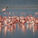 Tsimanampetsotsa National Park flamingo