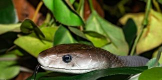 Viphya Plateau Viphya Plateau Malawi Mamba Stunningtravel