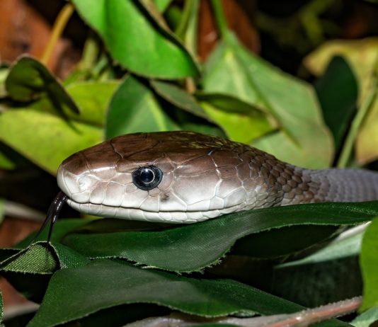 Viphya Plateau Viphya Plateau Malawi Mamba Stunningtravel