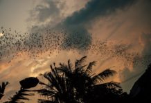 Bui National Park Vleermuizen Bui National Park