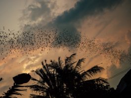 Bui National Park Vleermuizen Bui National Park